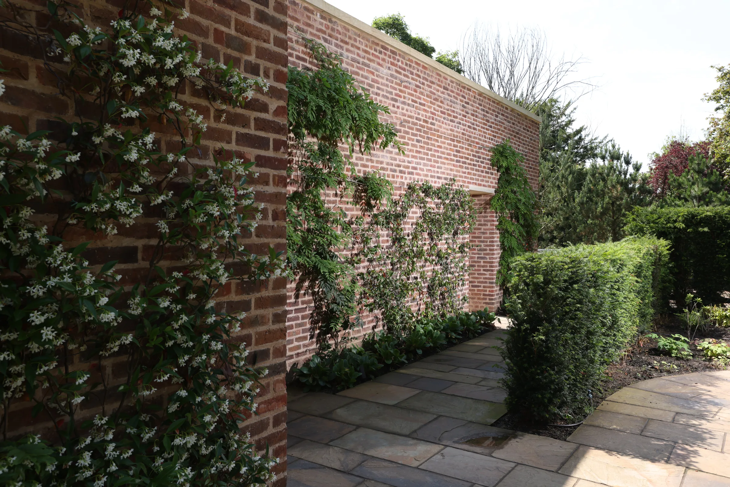 A garden scene with a red brick wall covered in climbing jasmine and a stone path leading alongside a neatly trimmed hedge.