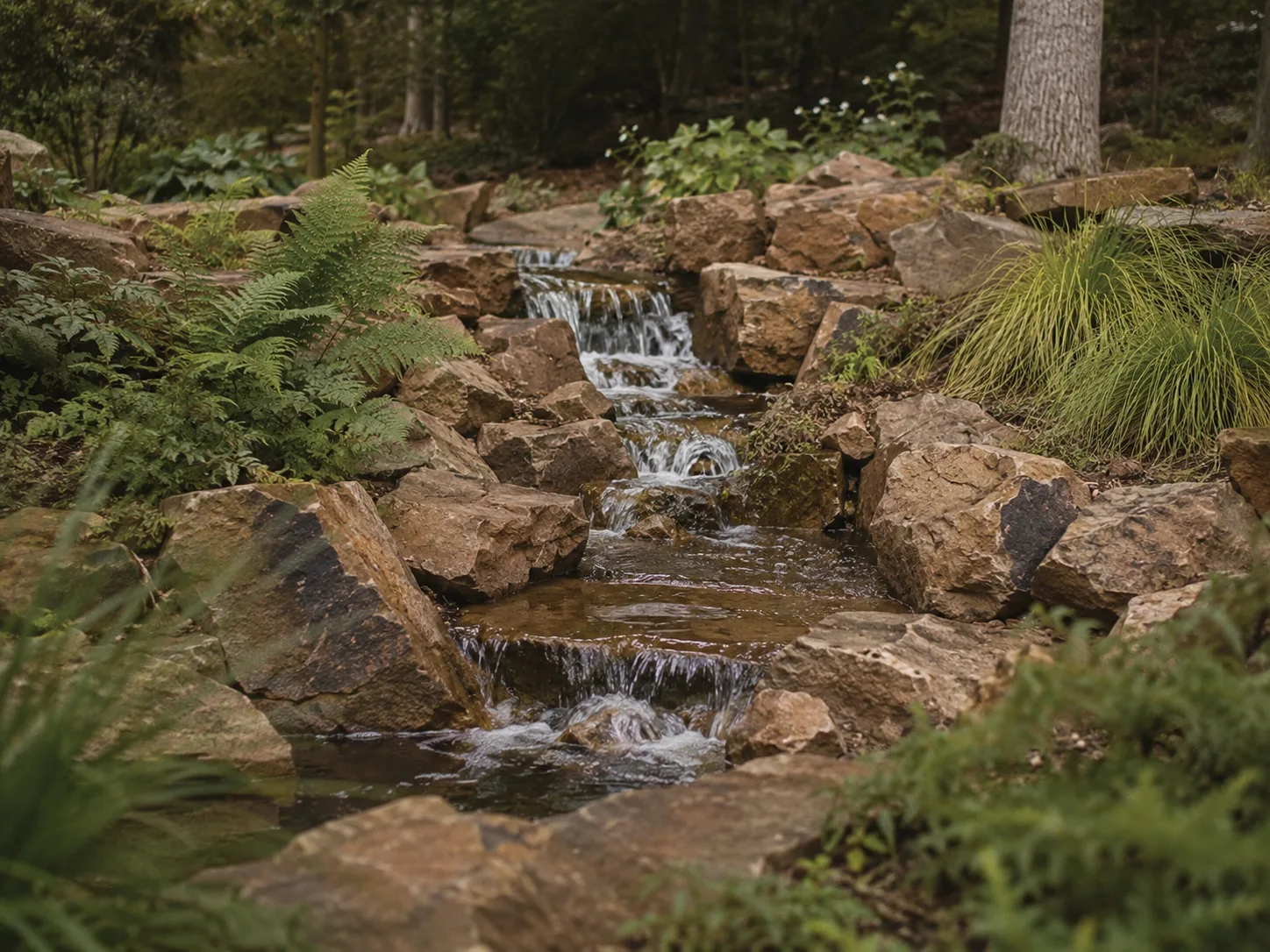 A small stream flows over rocks surrounded by ferns and greenery in a forest setting.